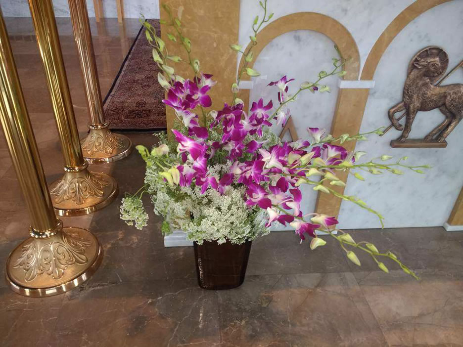 Dendrobium Queen Anne Lace Rose
